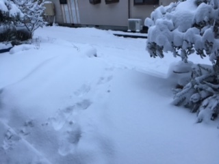 大雪１.jpg